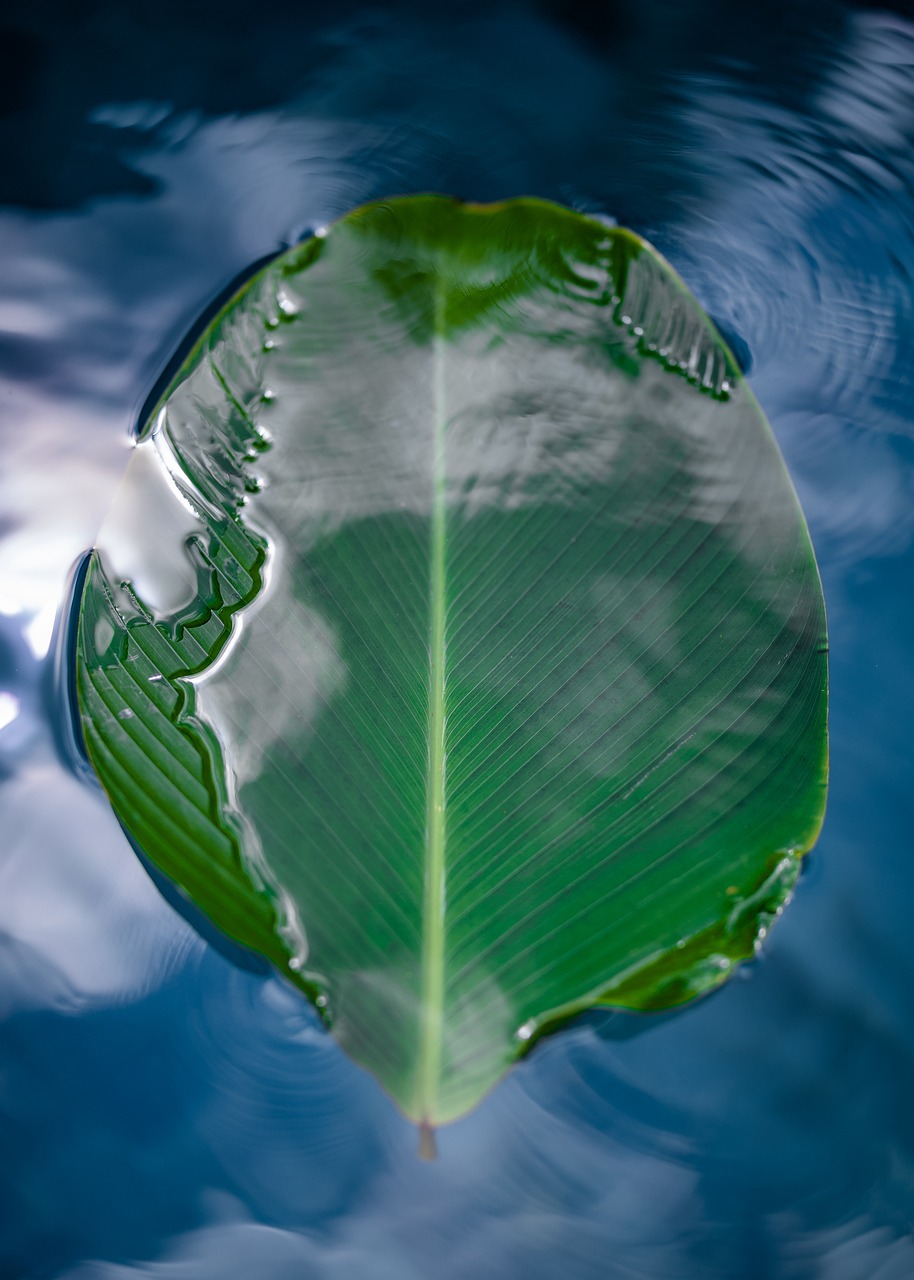 leaf, lake, nature, nature, nature, nature, nature, nature
